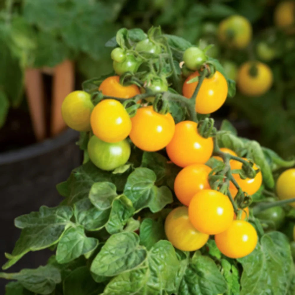 Yellow round Cherry Tomato Seeds (1 feet plant)