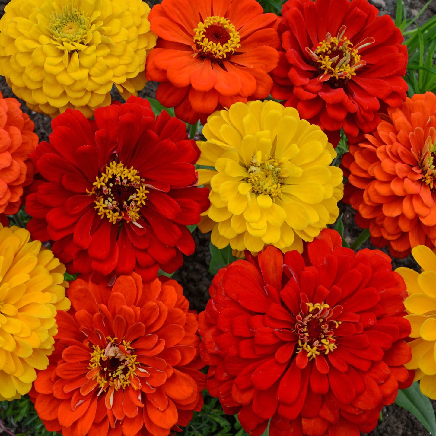 Zinnia Canary Yellow and Scarlet Red Seeds