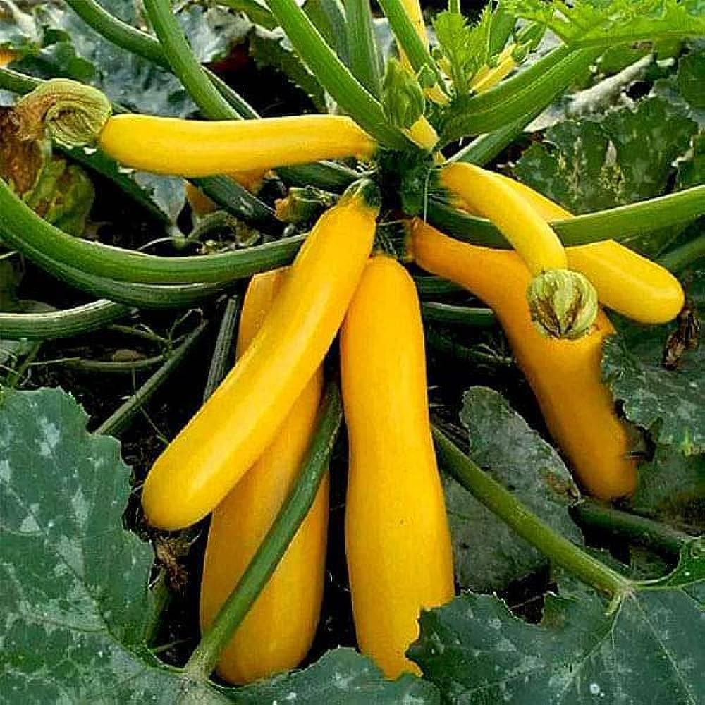 Zucchini Seeds Yellow F1 Hybrid Seeds Gardening centre