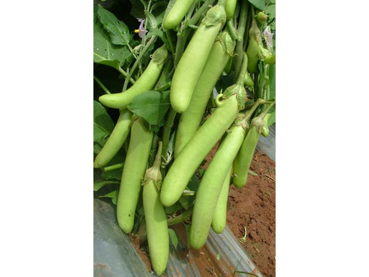 Brinjal(बैगन) Green Long Desi open pollinated Seeds