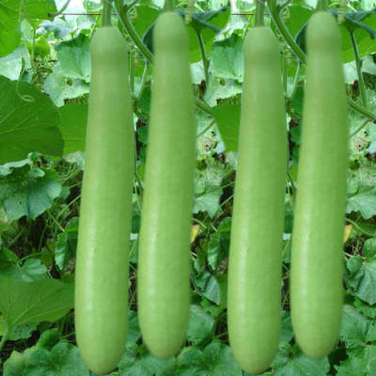 Bottle Gourd Seeds F1 Hybrid Super High quality