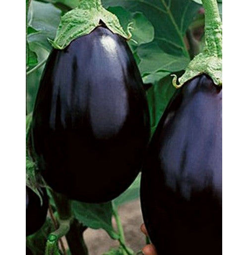 Brinjal/बैगन Black Beauty High Quality Seeds