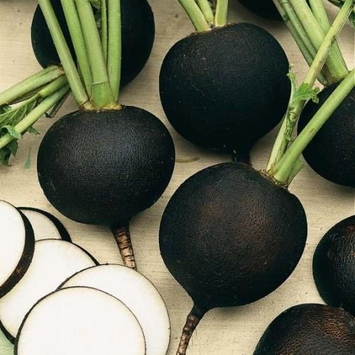 RADISH SEEDS BLACK ROUND