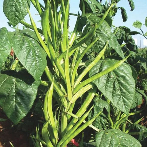Cluster beans(ग्वार फली) seeds (Open Pollinated)