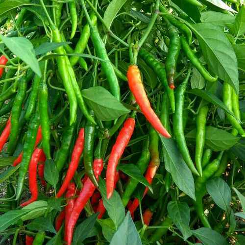 Chilli(मिर्च) F1 Hybrid Seeds(small to medium size)