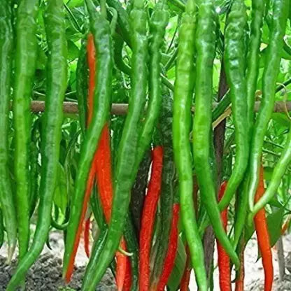 Chilli F1 Hybrid Seeds Long (मिर्च) (High Resistance to Chilli Virus)