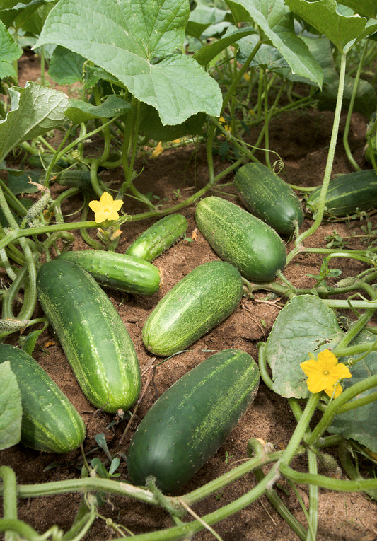 Cucumber(खीरा) F1 Hybrid Seeds/ All year round variety