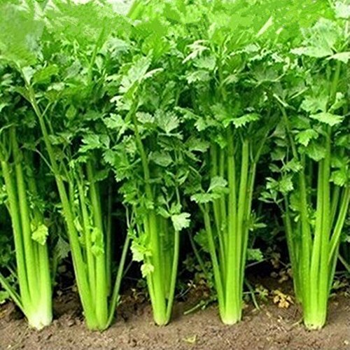 Dhaniya/Coriander High Imported Quality seeds