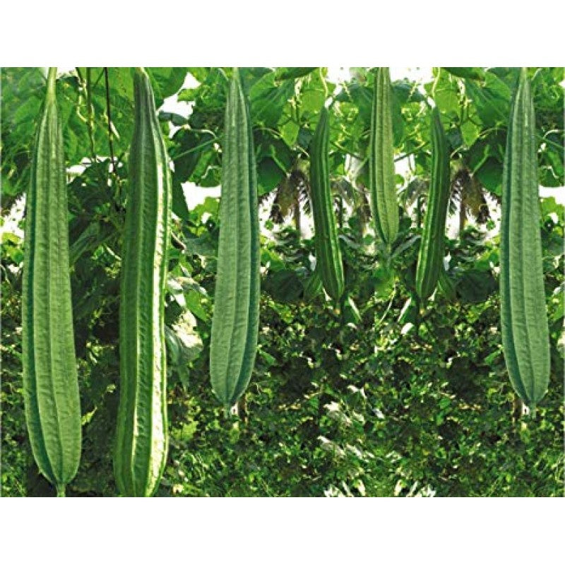 Ridge Gourd/Turai/Torai/तोरई  F1 Hybrid