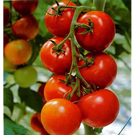 Tomato F1 Hybrid (Summer Variety)