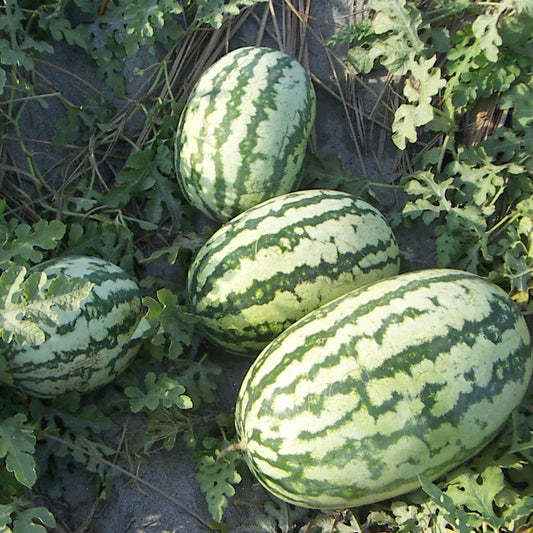 Watermelon Seeds(तरबूज ) F1 Hybrid Seeds