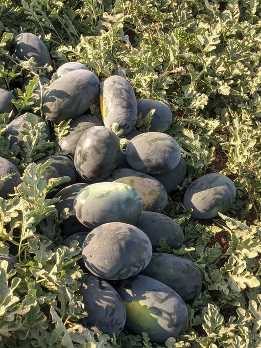 Watermelon F1 Hybrid Seeds/तरबूज