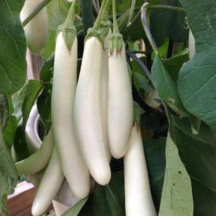 White Long Brinjal F1 Hybrid seeds