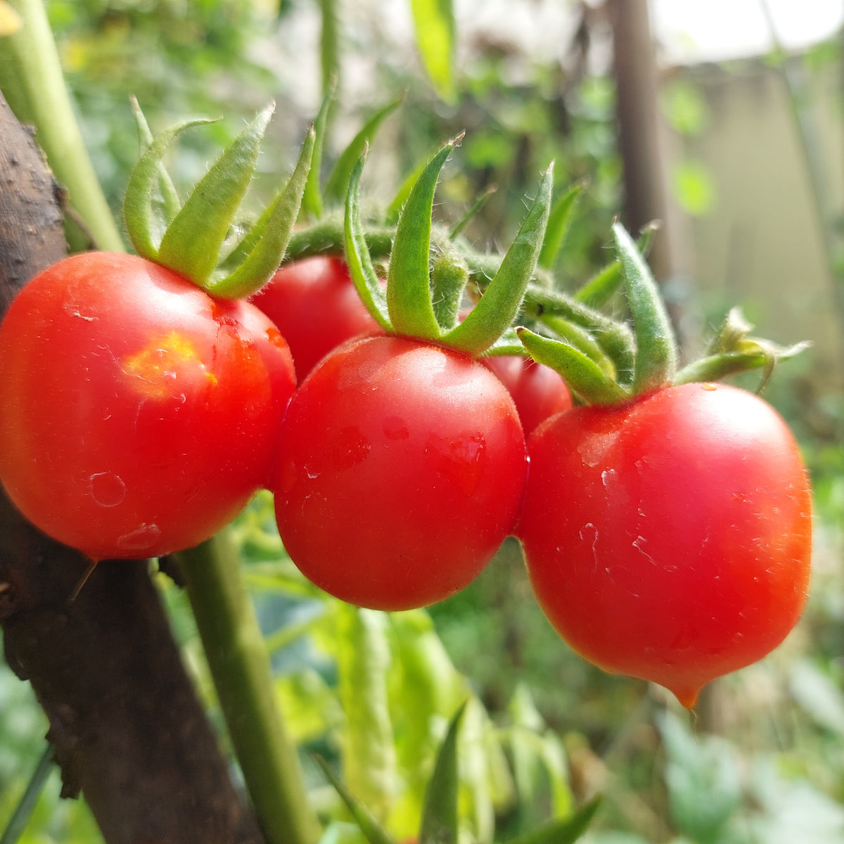Tomato Heart Shape Seeds ( Red Color )