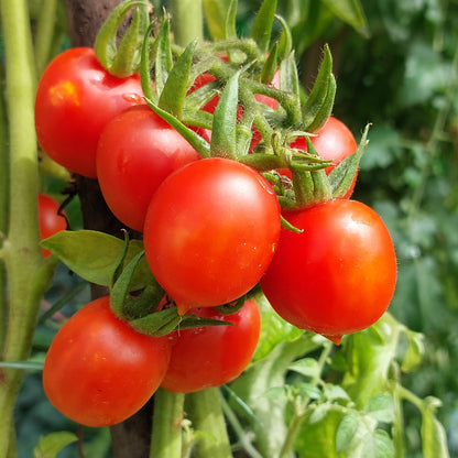 Tomato Heart Shape Seeds ( Red Color )