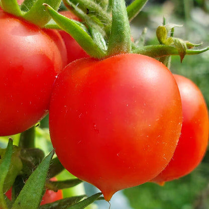 Tomato Heart Shape Seeds ( Red Color )
