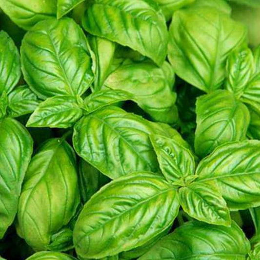 Basil Italian Seeds