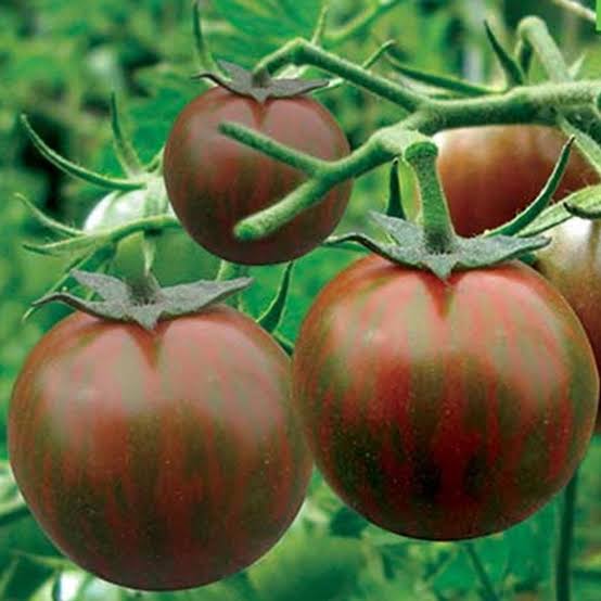 Heritage Tomato Black Zebra Cherry Seeds