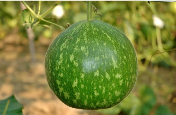 Bottle Gourd Round Dark Green Seeds