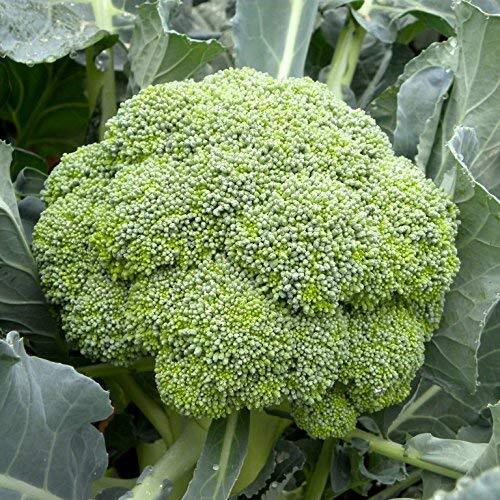 Brocolli Seeds Hybrid