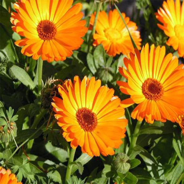 Calendula Gitana Fiesta Mix Seeds