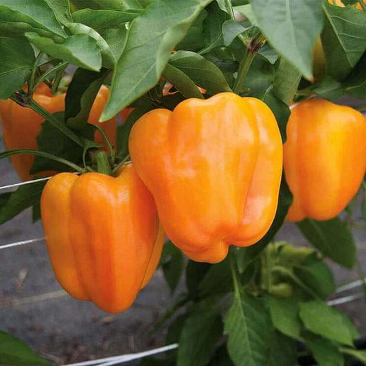 Shimla Mirch/Capsicum Orange F1 Hybrid seeds(Bell pepper)