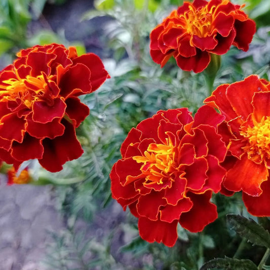 French Marigold Hybrid Seeds