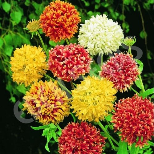 Gaillardia pulchella Double Mix (Gardening Centre)