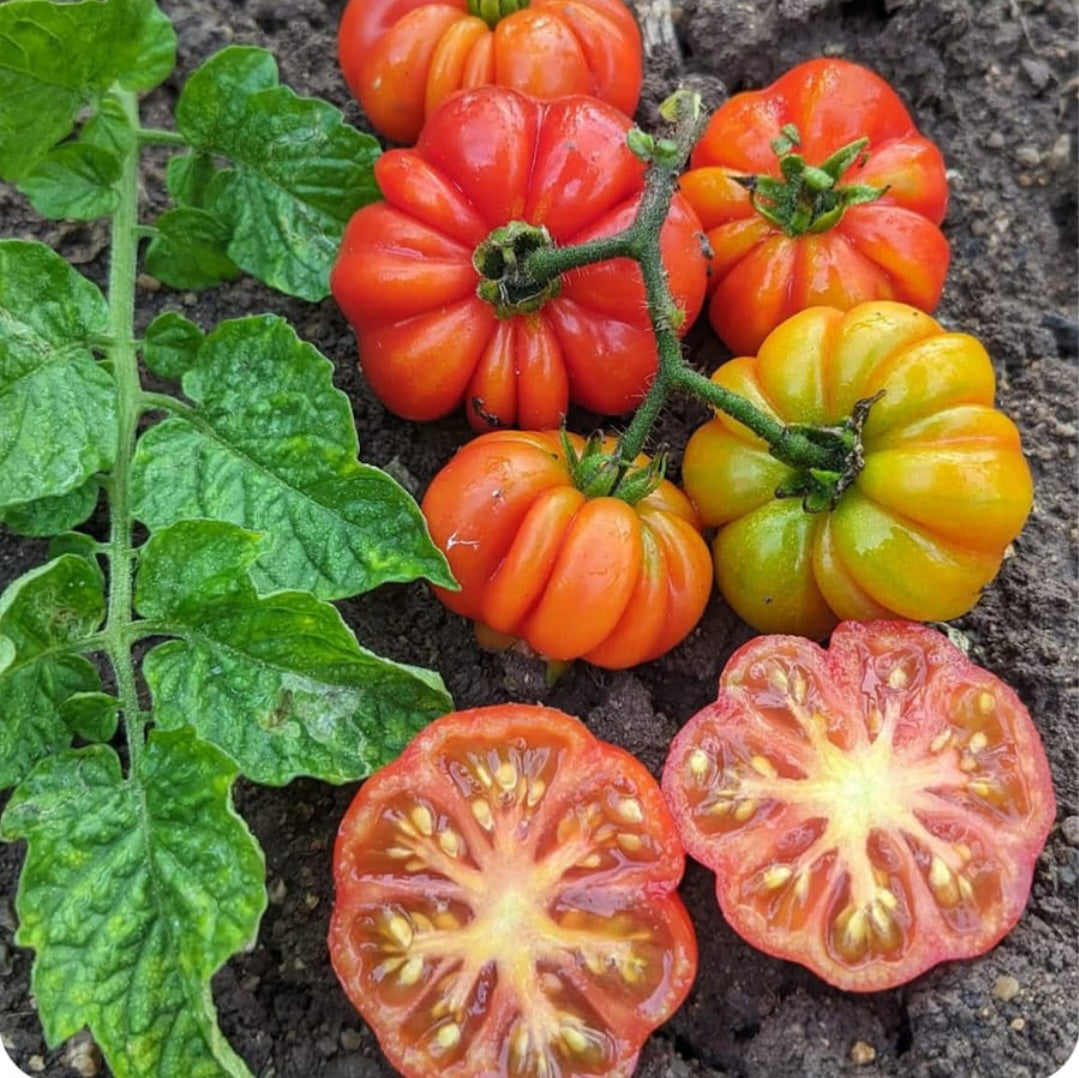Tomato Costoluto Genovese Seeds ( Italian Tomato)