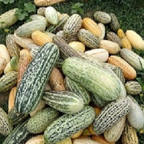 Foot Kachari/Kakri Long Quality Fruit Seeds ( gardening centre)