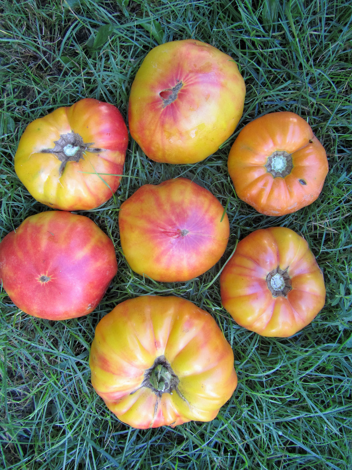 Tomato Stripped German  Seeds (Tomato Seeds)