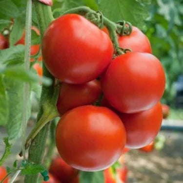 Tomato/टमाटर F1 Hybrid Kharif/Rainy season variety