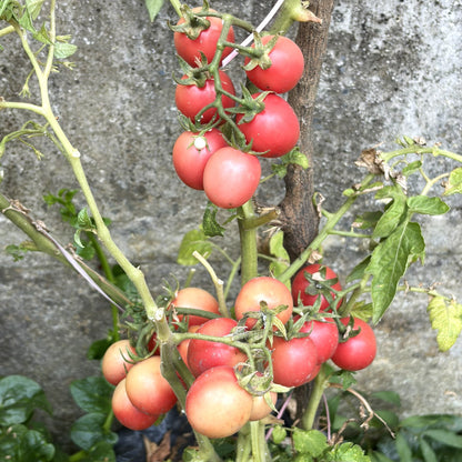 Thai Pink Egg Tomato Seeds (Imported Seeds)