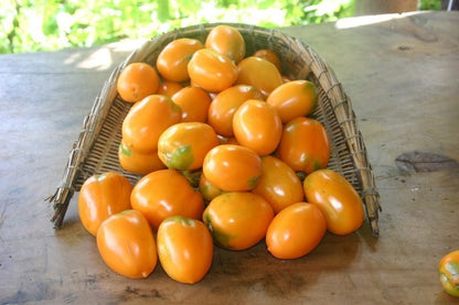 Orange Roma Tomato Seeds ( Imported rare variety)
