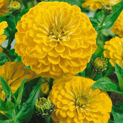 Zinnia Canary Yellow and Scarlet Red Seeds