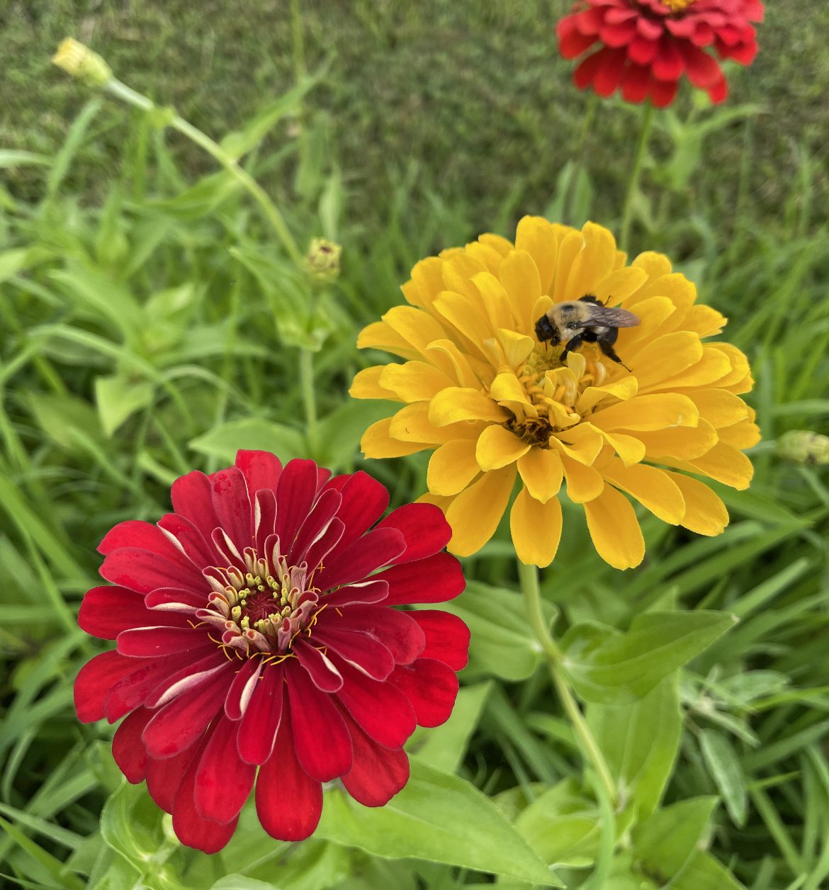 Zinnia Canary Yellow and Scarlet Red Seeds