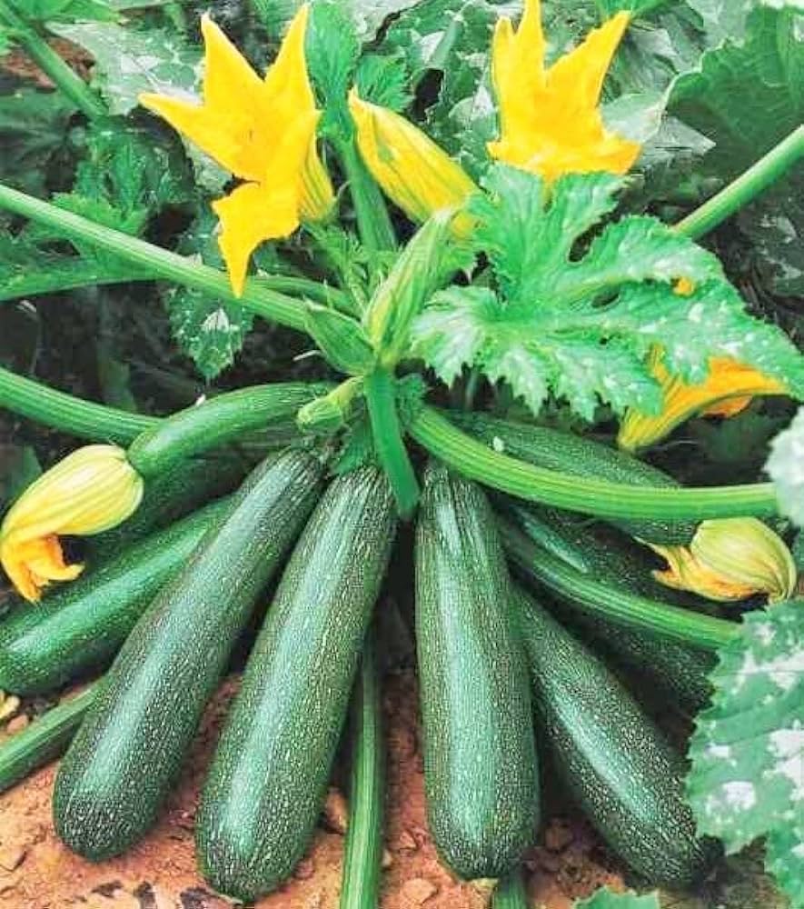 Zucchini Seeds Green F1 Hybrid Seeds