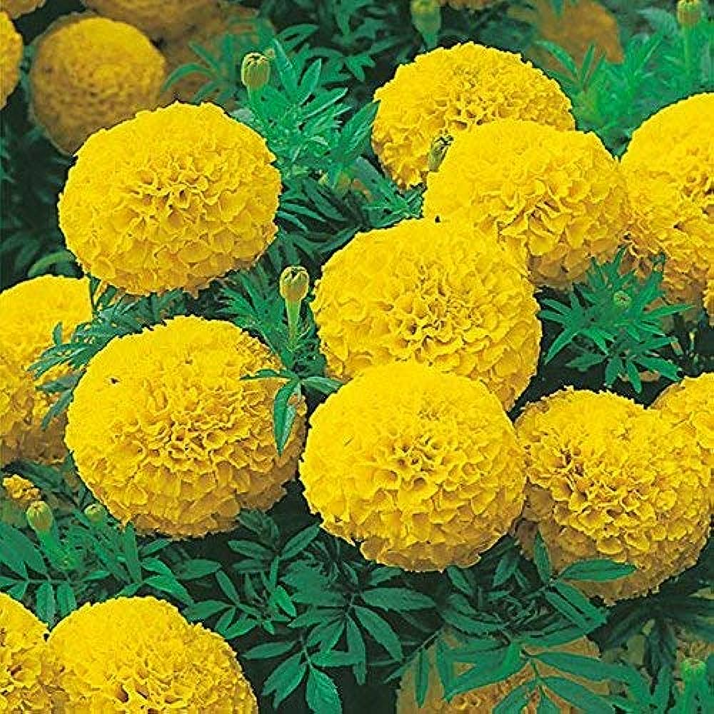 African Marigold F1 seeds