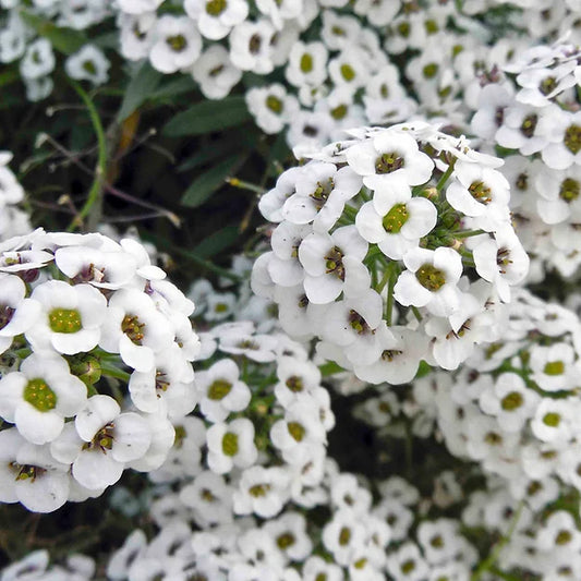 Alyssum White / Snow Carpet Seeds