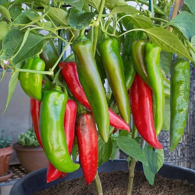 Mexico Chili / Pepper Anaheim seeds