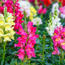 Antirrhinum Semi Tall Mix Seeds / SnapDragon Flowers Seeds