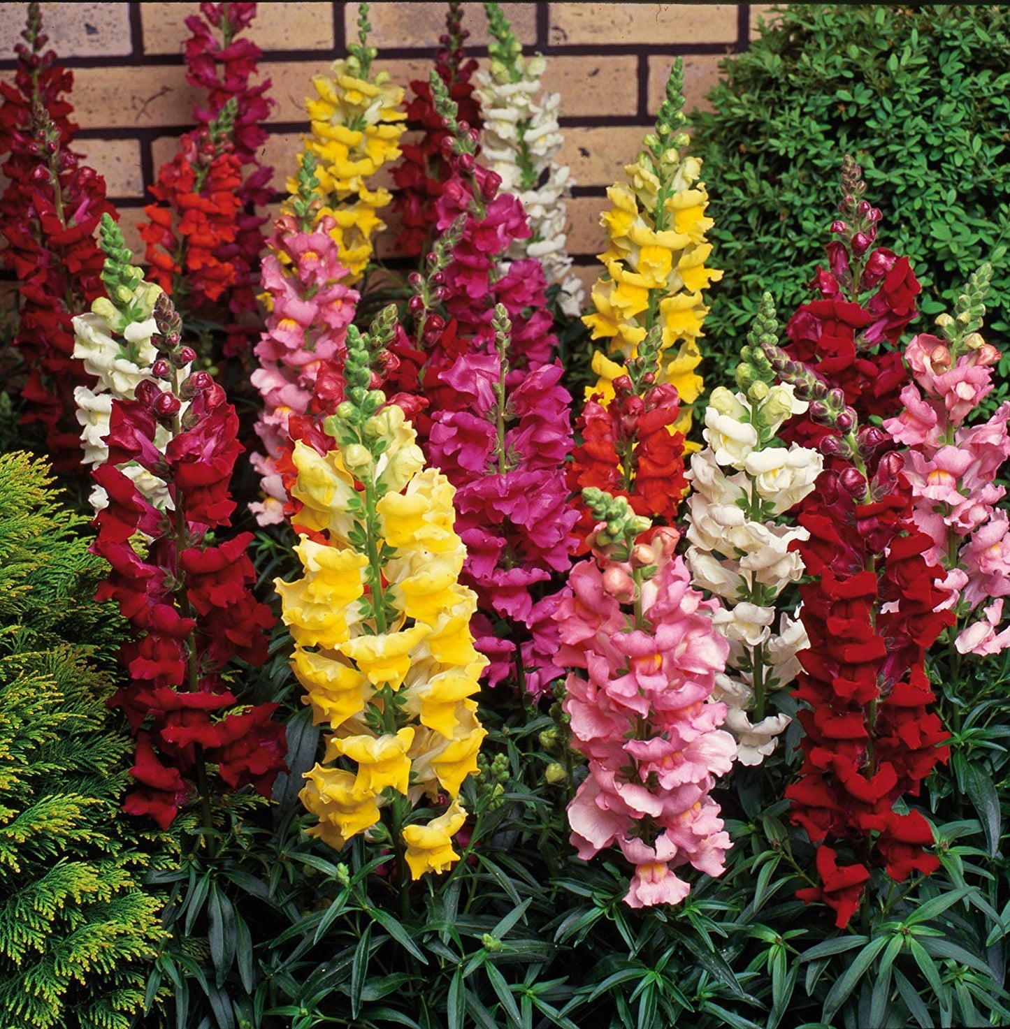 Antirrhinum Semi Tall Mix Seeds / SnapDragon Flowers Seeds
