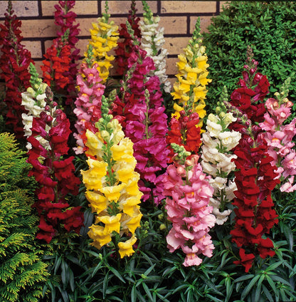 Antirrhinum Semi Tall Mix Seeds / SnapDragon Flowers Seeds