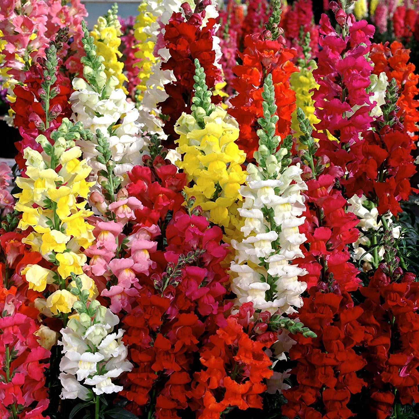 Antirrhinum Semi Tall Mix Seeds / SnapDragon Flowers Seeds