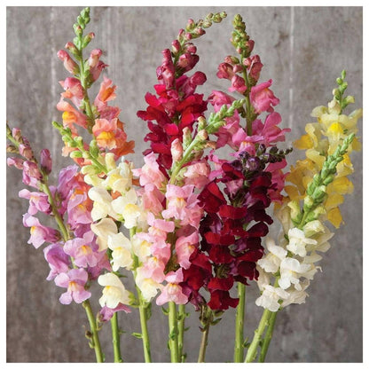 Antirrhinum Semi Tall Mix Seeds / SnapDragon Flowers Seeds