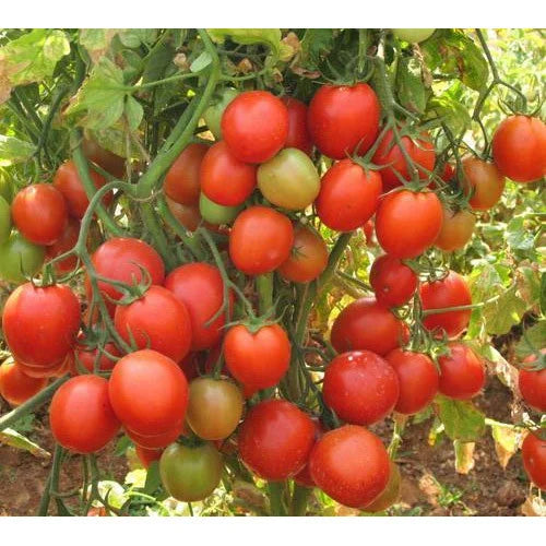 Tomato/टमाटर F1 Hybrid Seeds(Disease Resistance Variety)