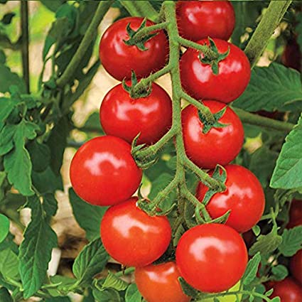 Tomato/टमाटर F1 Hybrid Round Oblate(Disease Resistance Variety)