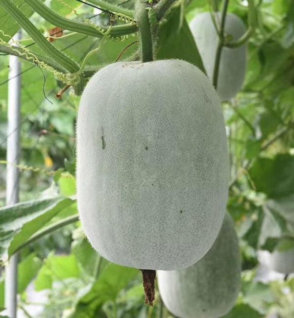 Ash Gourd(petha) Seeds