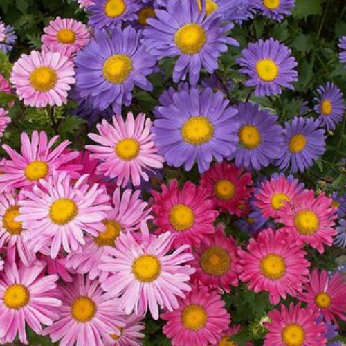 Aster Seeds(Mixed)