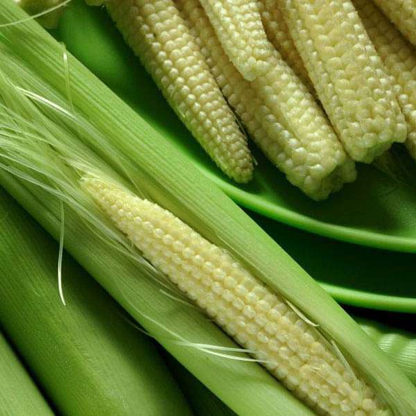 Baby Corn F1 Hybrid - Vegetable Seeds